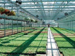 commercial greenhouse